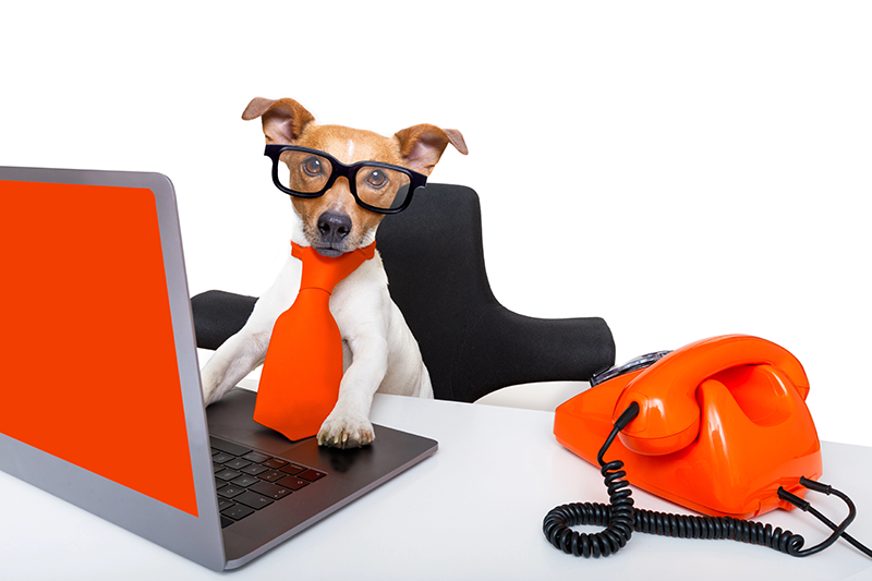 Dog-wearing-glasses-on-desk